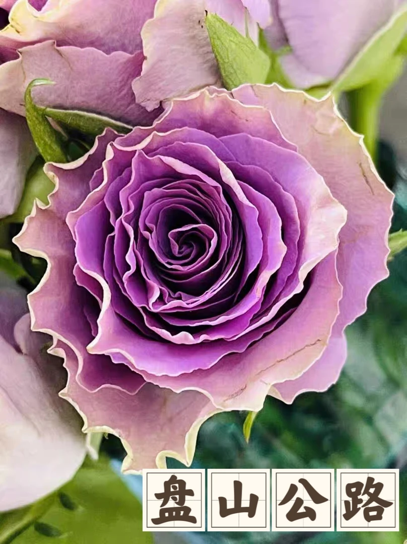 【42号盘山公路】芊喜花园精选月季玫瑰花耐热抗病露天实生根接苗