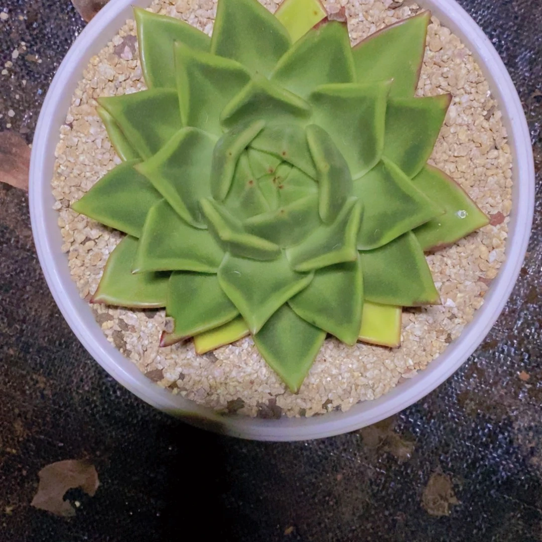大***愈原始种桃子6