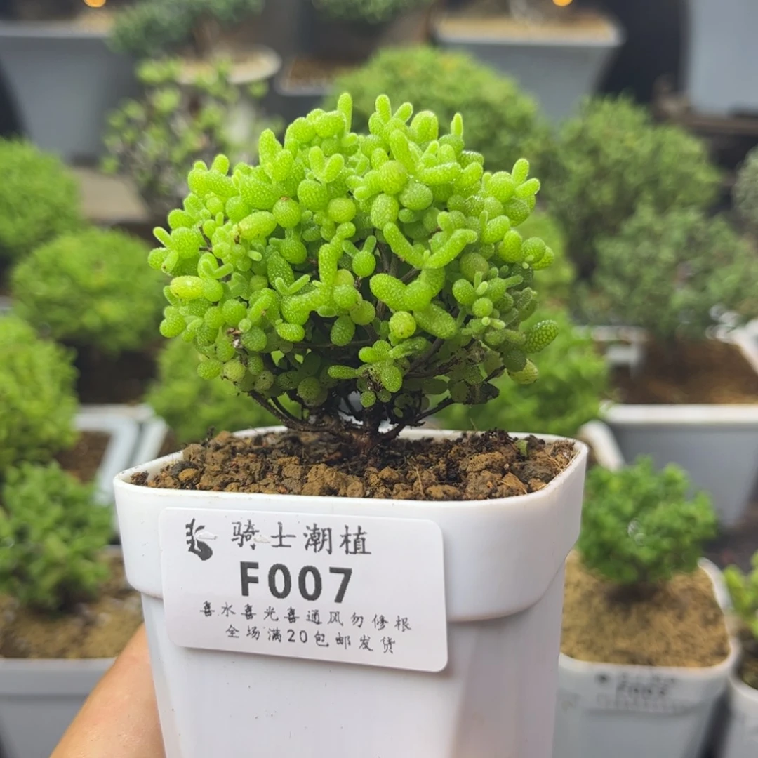 007蜜橘糖球枝干番杏土干发货