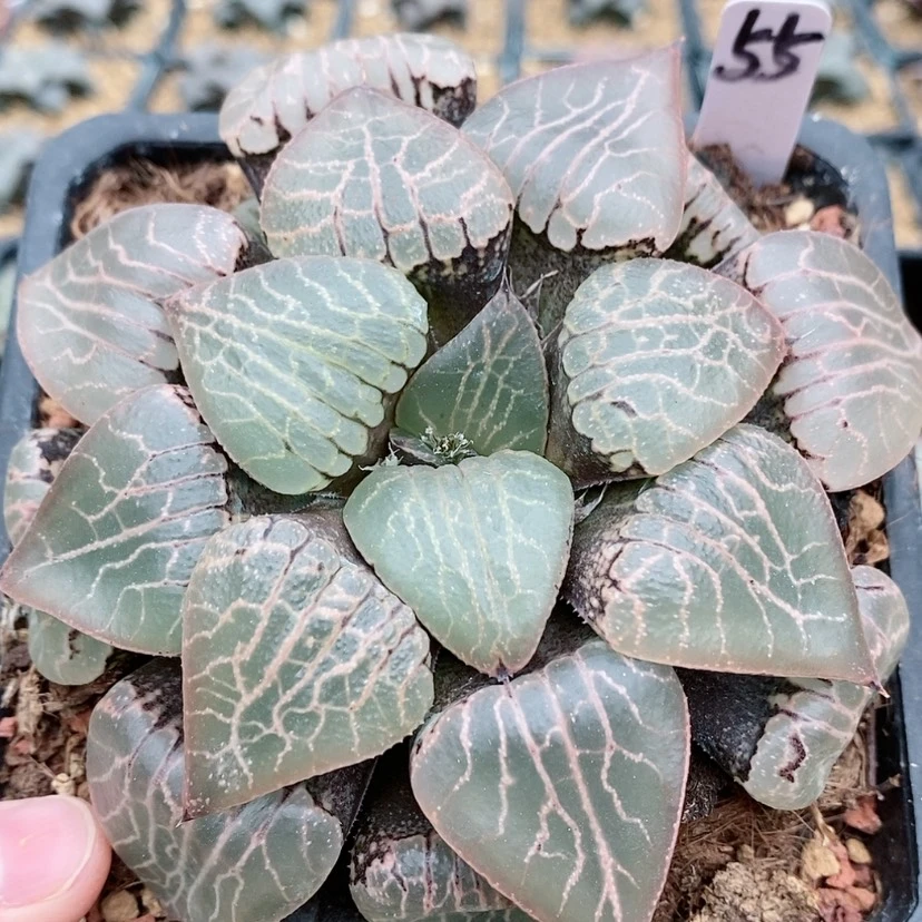 【闪购商品】55水晶101