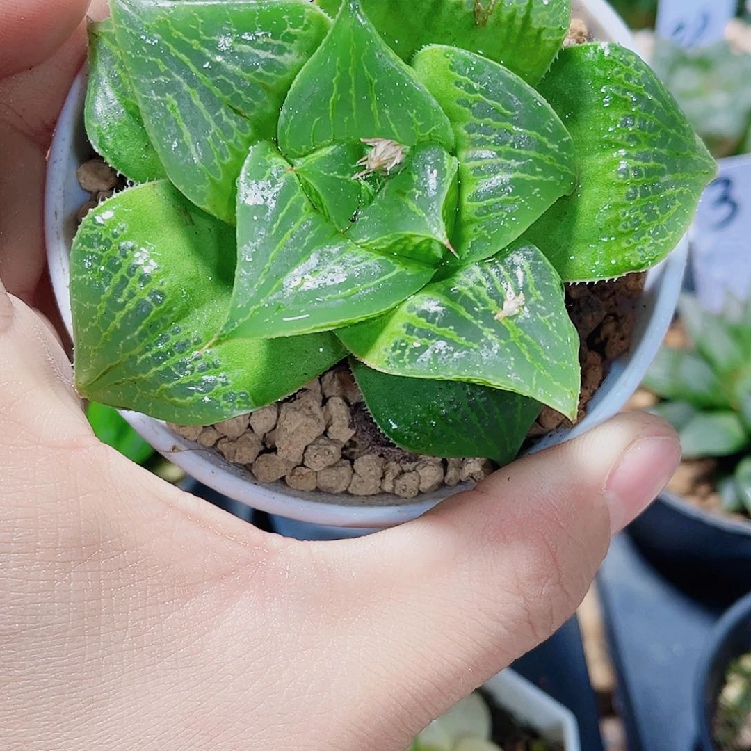 武寿精品十二卷植物