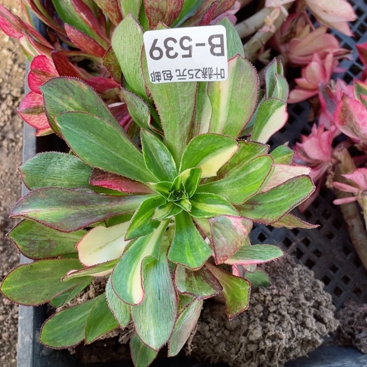 539魅影七彩嫁接多肉12345678