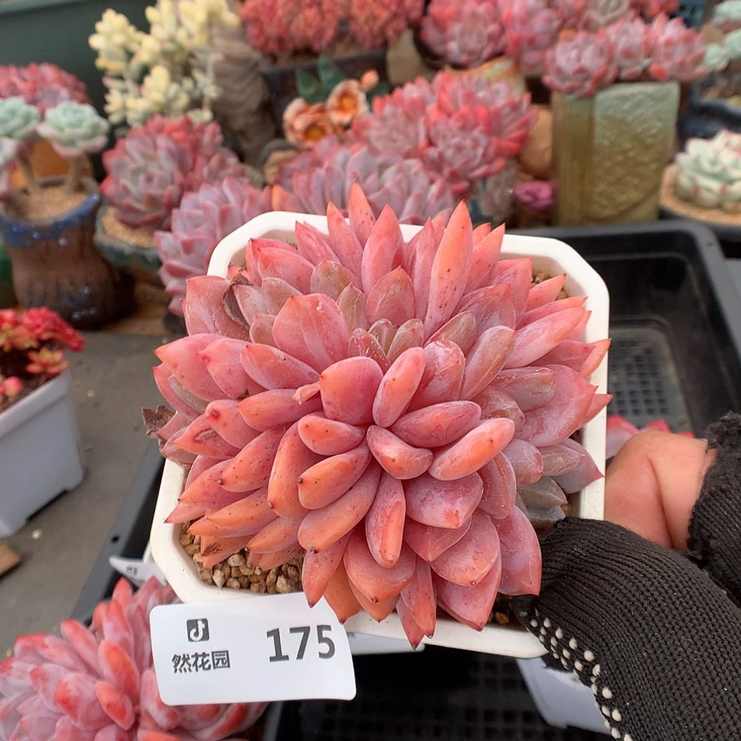 175雪天使多肉植物6666