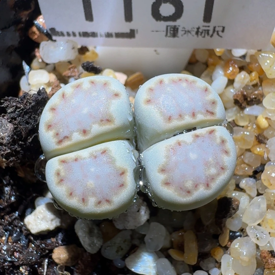 zzzz生石花肉锥1181蓝饼