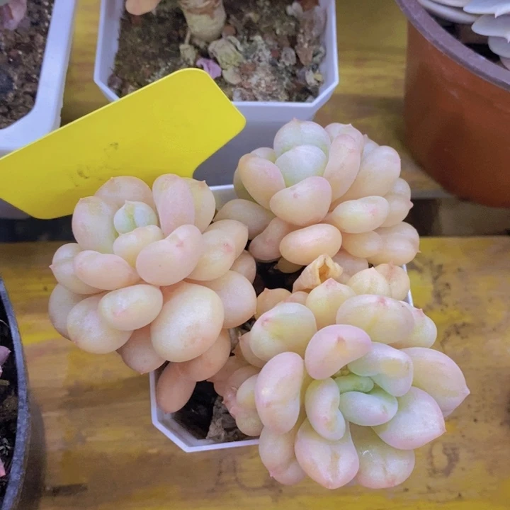 多肉植物，一物一拍直播间