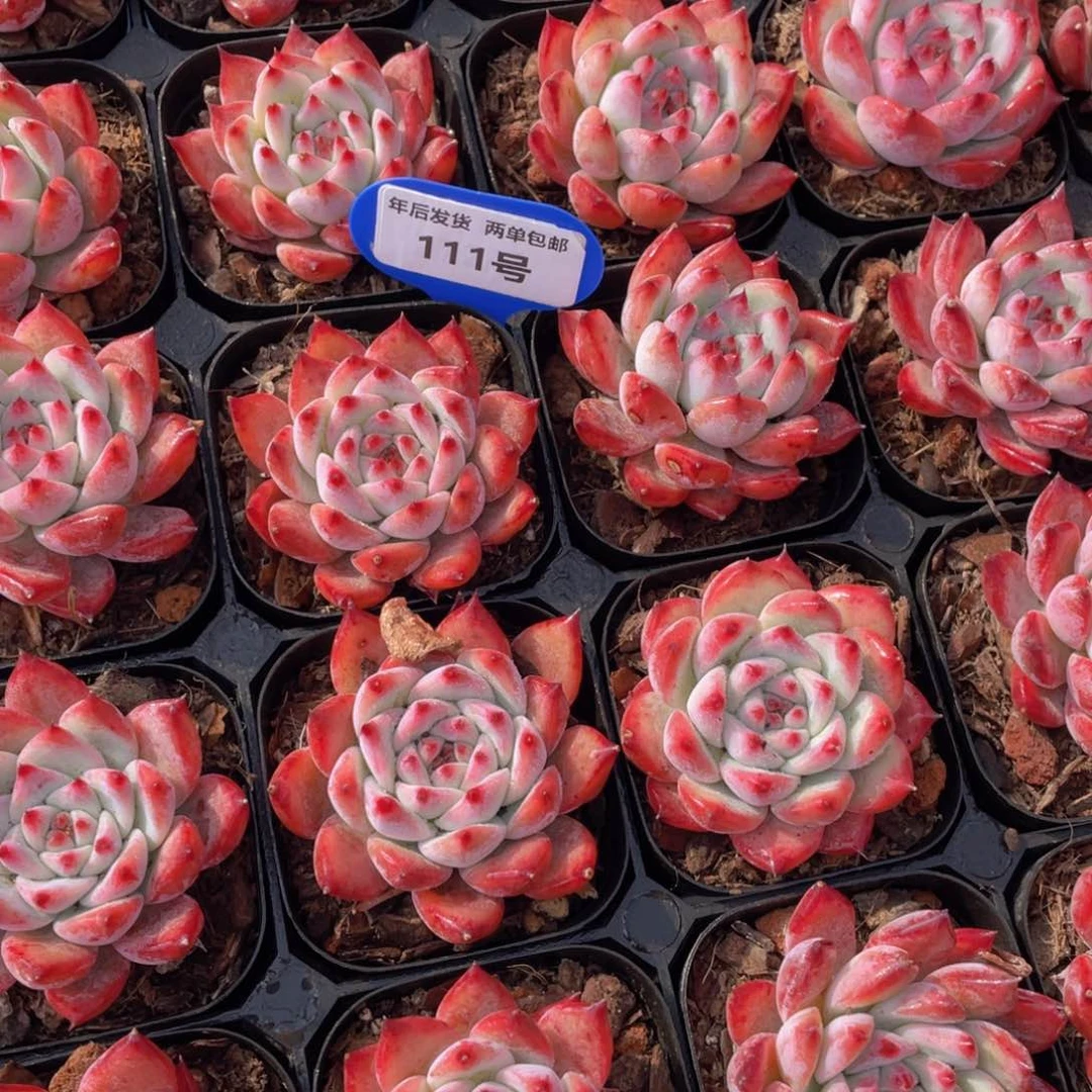 111号原始卡罗拉单头一个