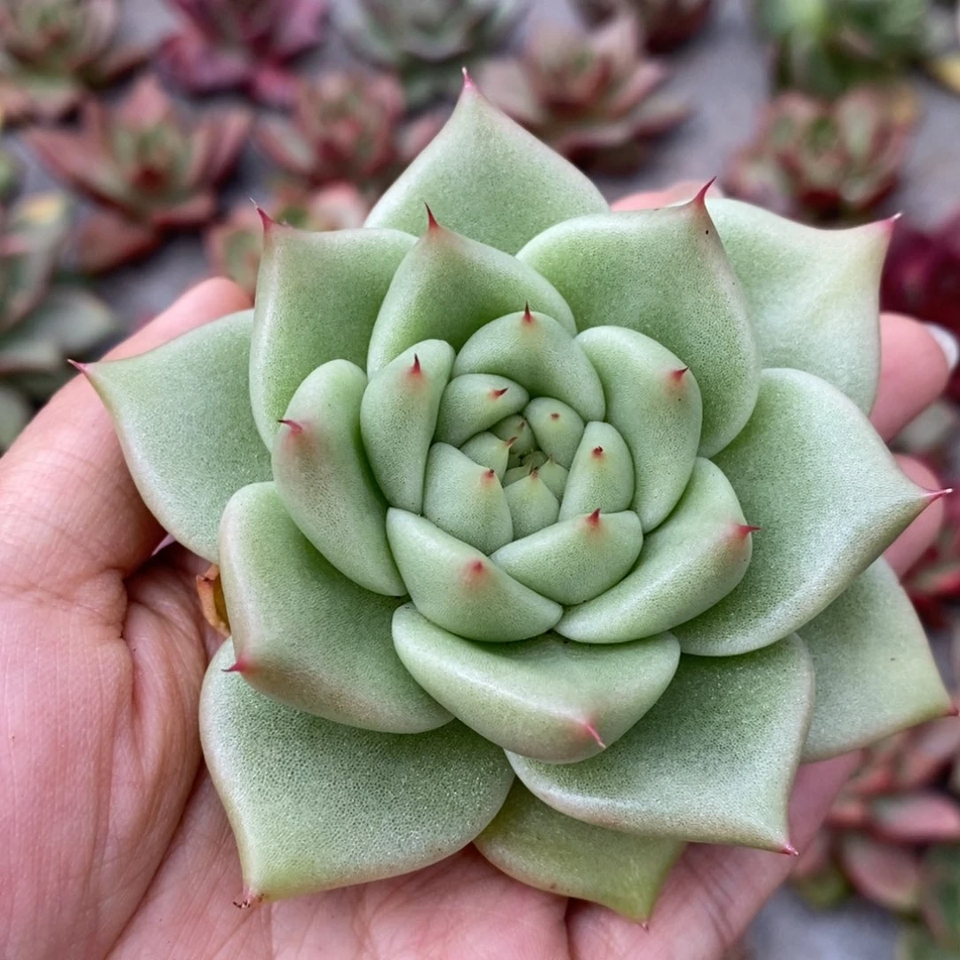 无花朵白底新品短肥圆