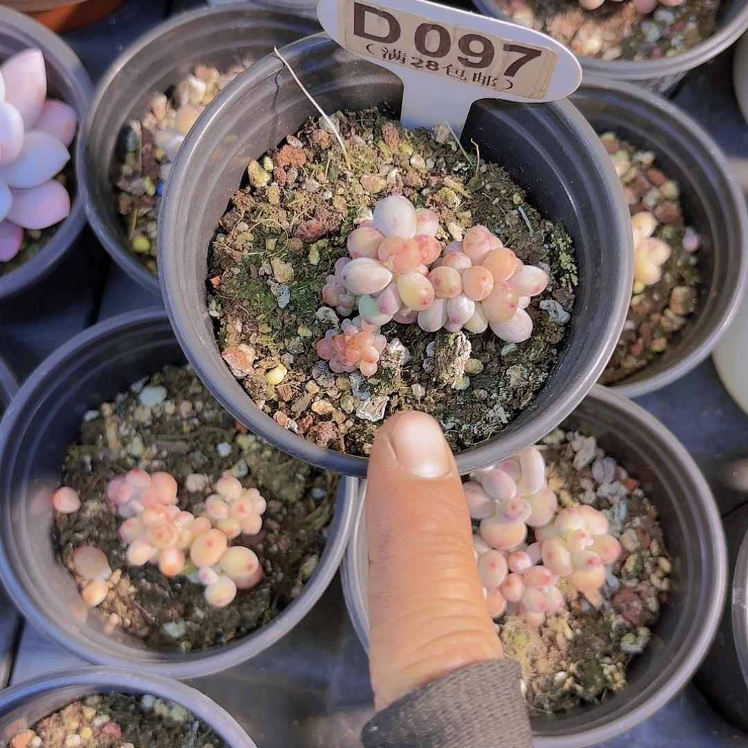 善**鹊D097萤火虫一物一拍