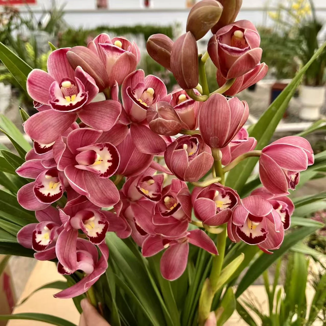 【 葡萄美酒】 4支 紫红色高端大花兰花 室内办公室喜庆年宵花 好养