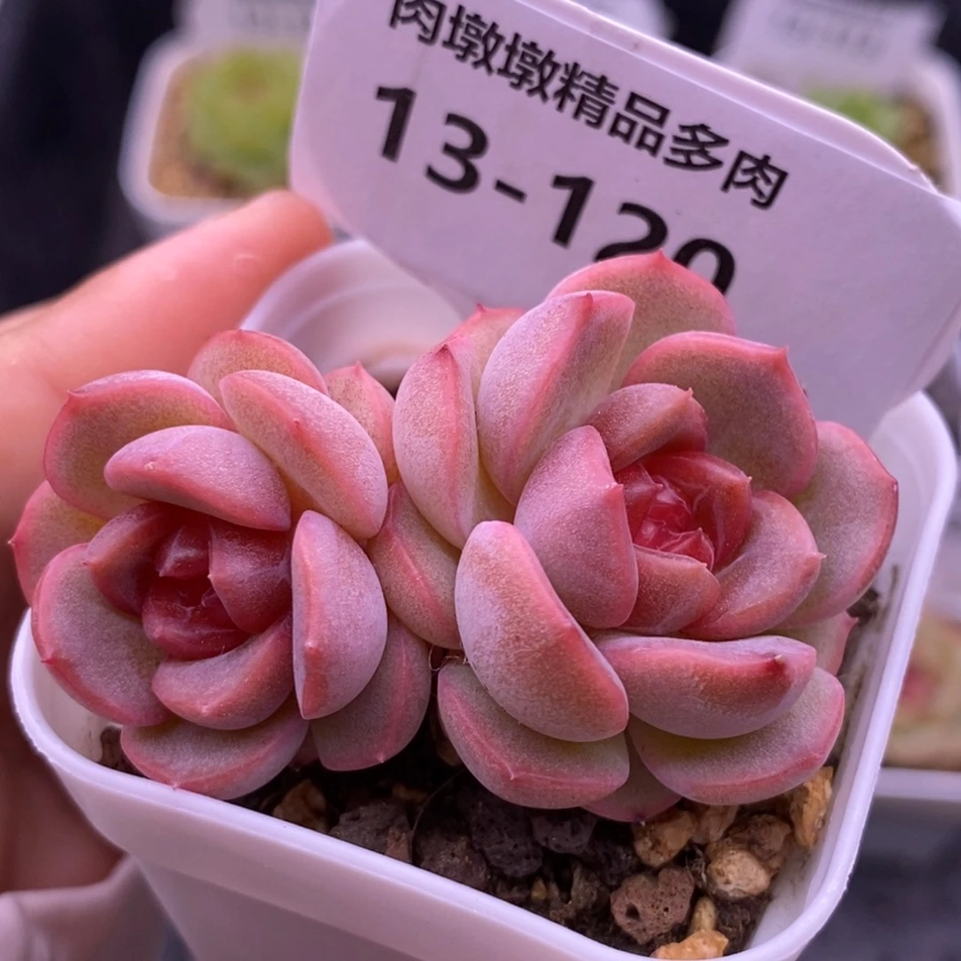 【闪购商品】13-120