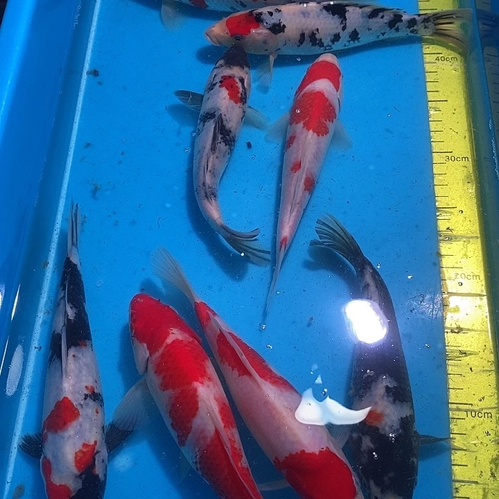 王***忠锦鲤纯种血统锦鲤观赏鱼