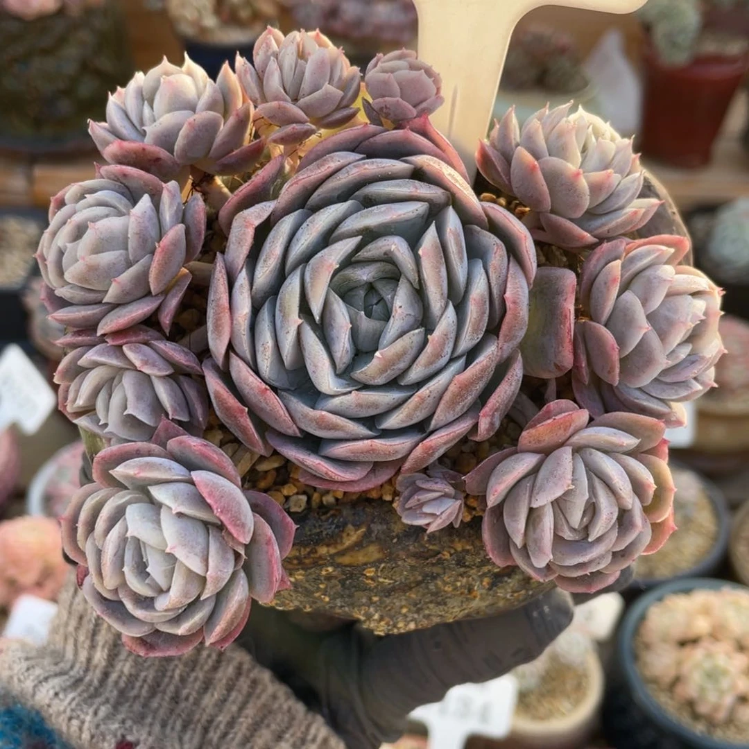 0118 西娜 11.5 不带盆