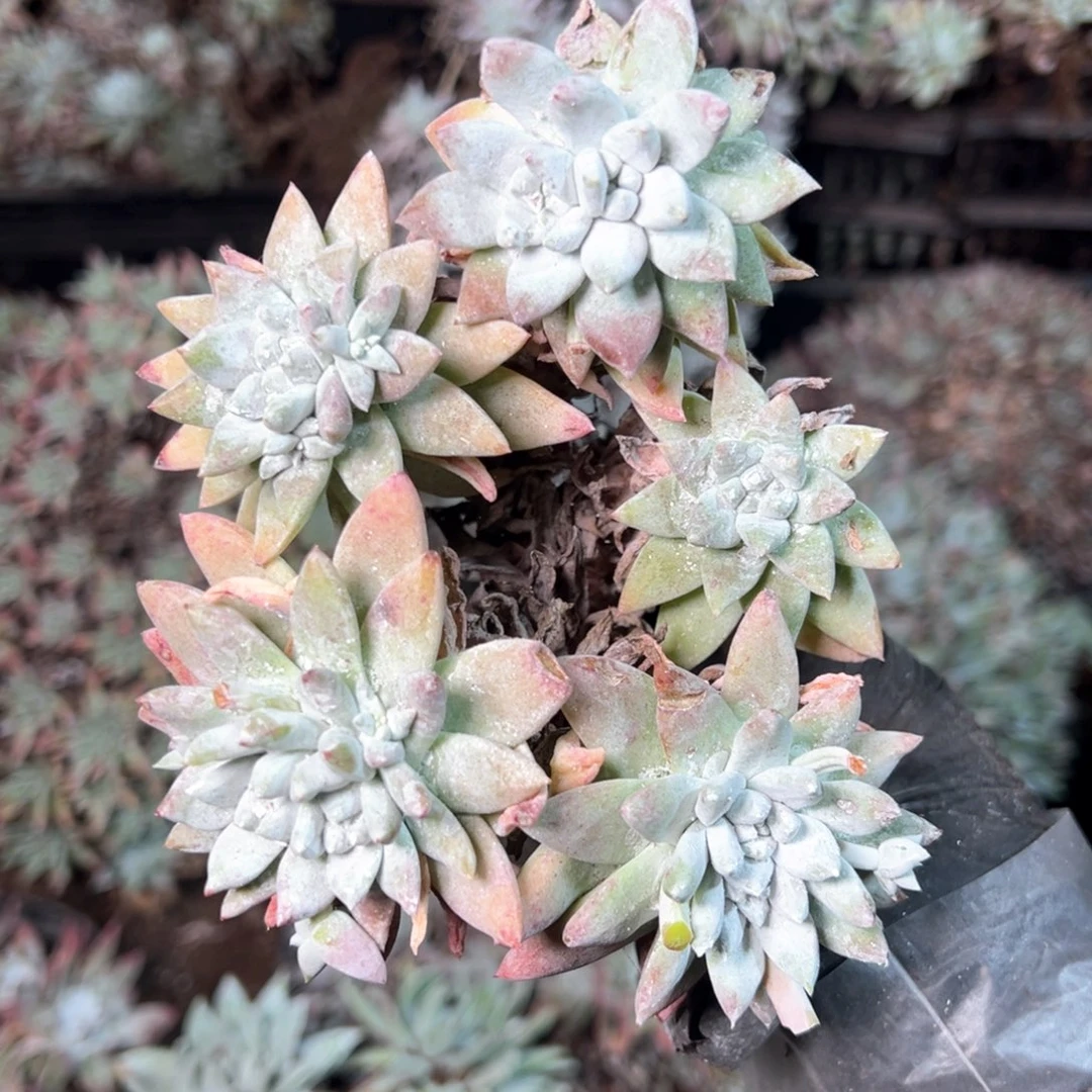 6981哈哈哈哈哈哈哈哈