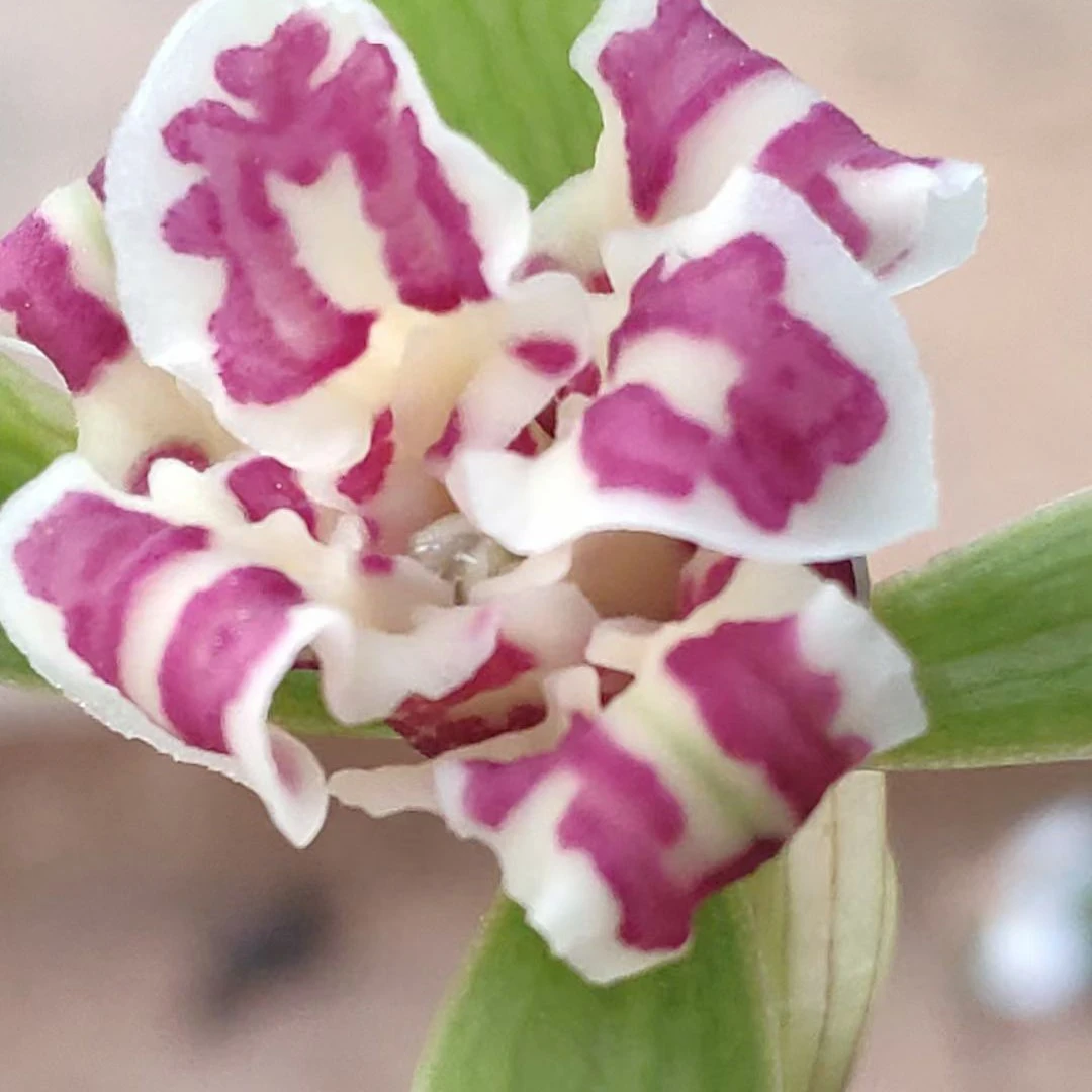 五星蝶   花越开越艳丽  叶质厚硬宽 比较狂放