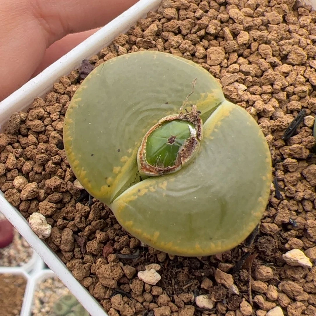 0206号绿宝石 多肉植物