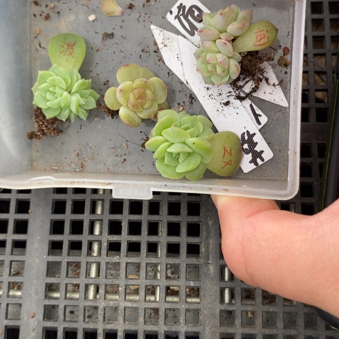 标签218打包4颗多肉