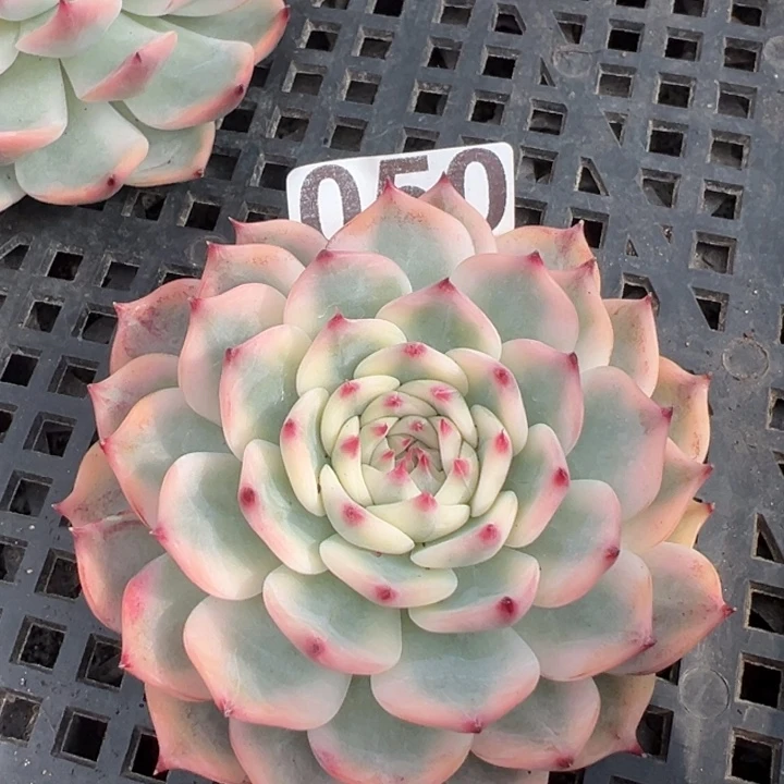 夏***军吉娃娃锦一物一拍