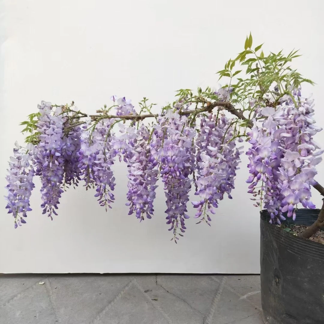紫藤花树苗长穗花卉耐寒耐热盆栽四季好养阳台庭院花卉开花浓香型