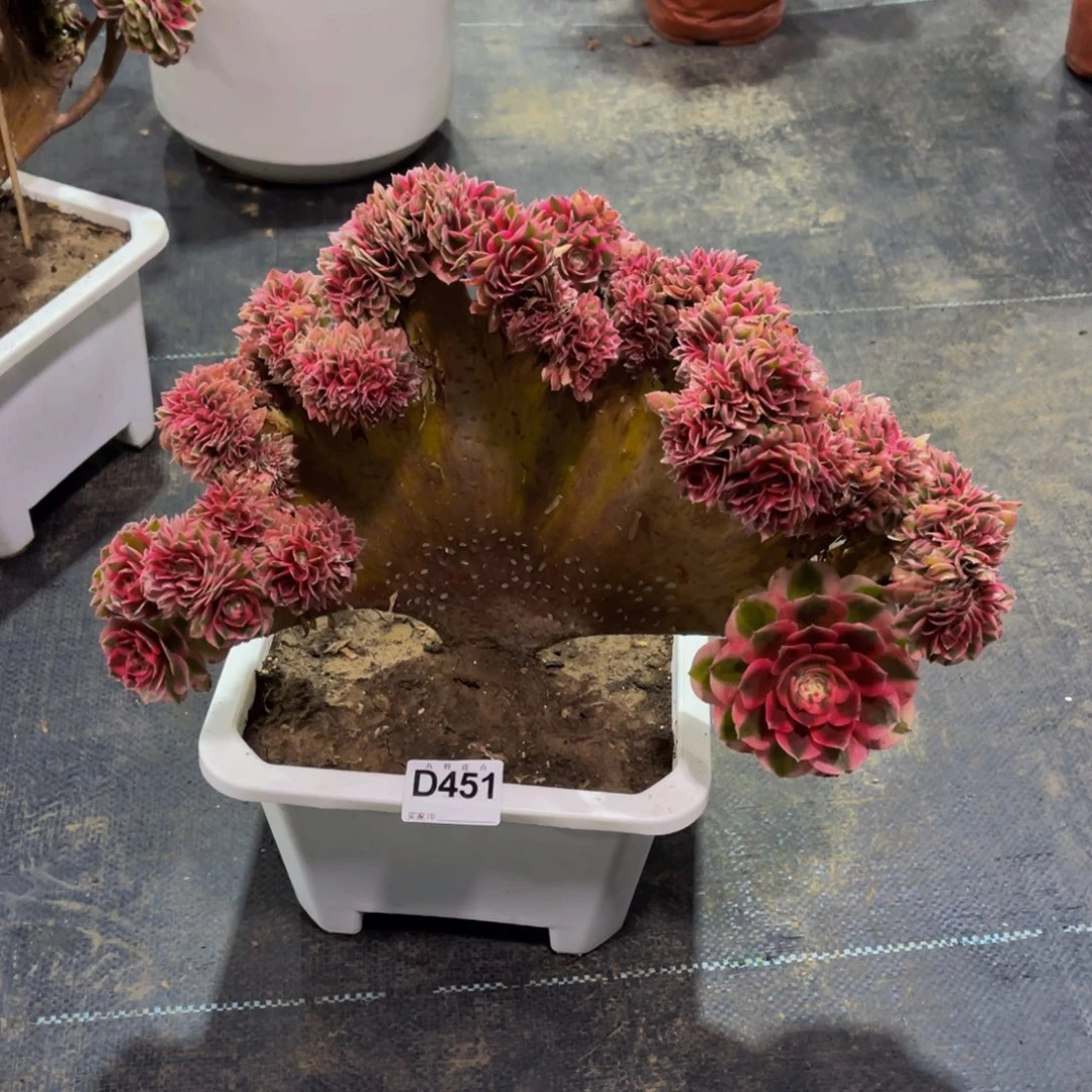 用***145100倾城缀福利可以拍