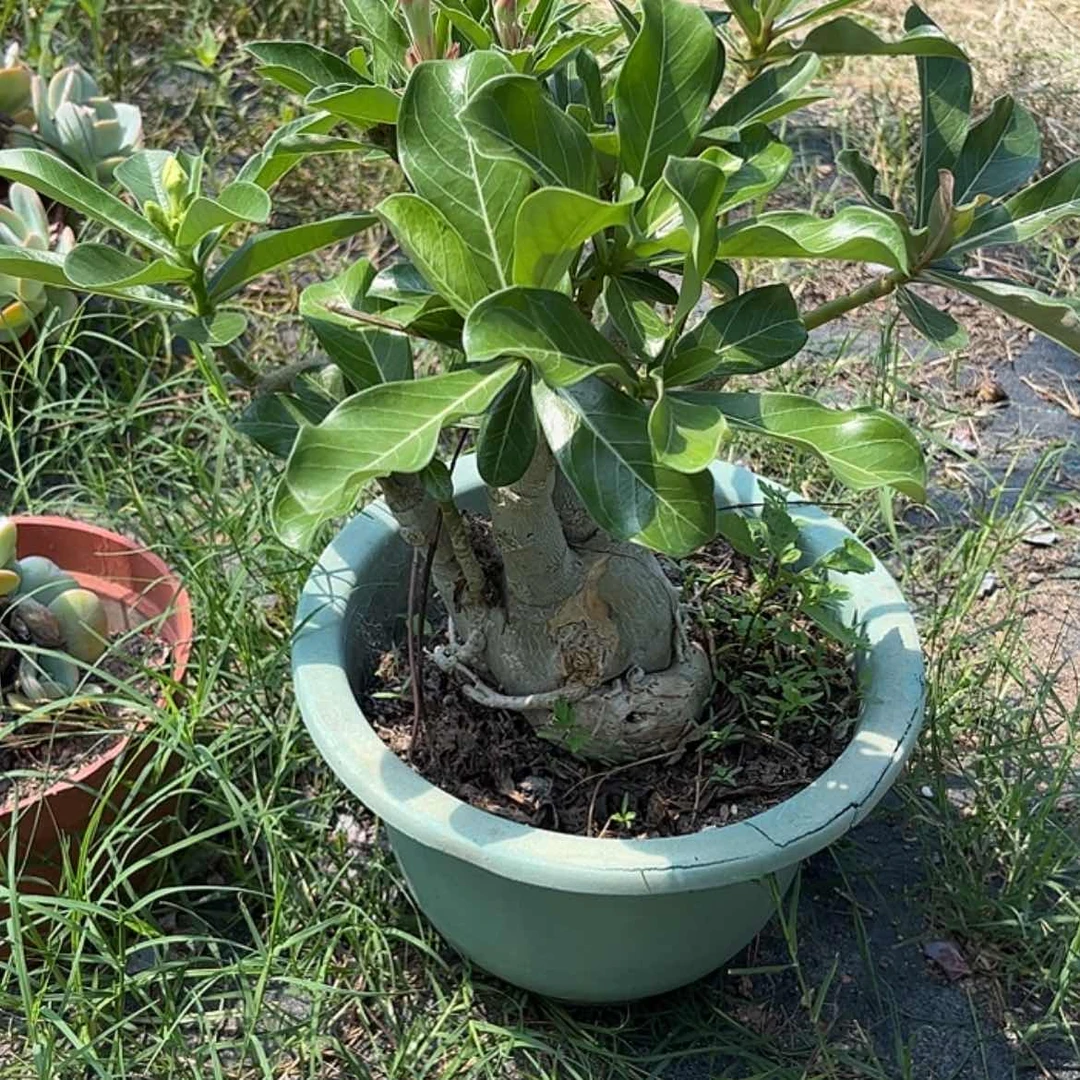 【闪购商品】无花朵O****r