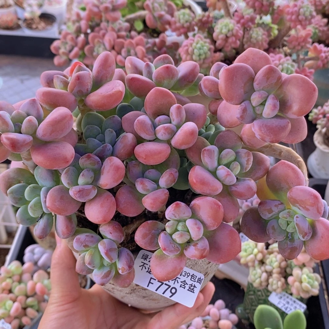 樱花洛神16cm779多肉植物