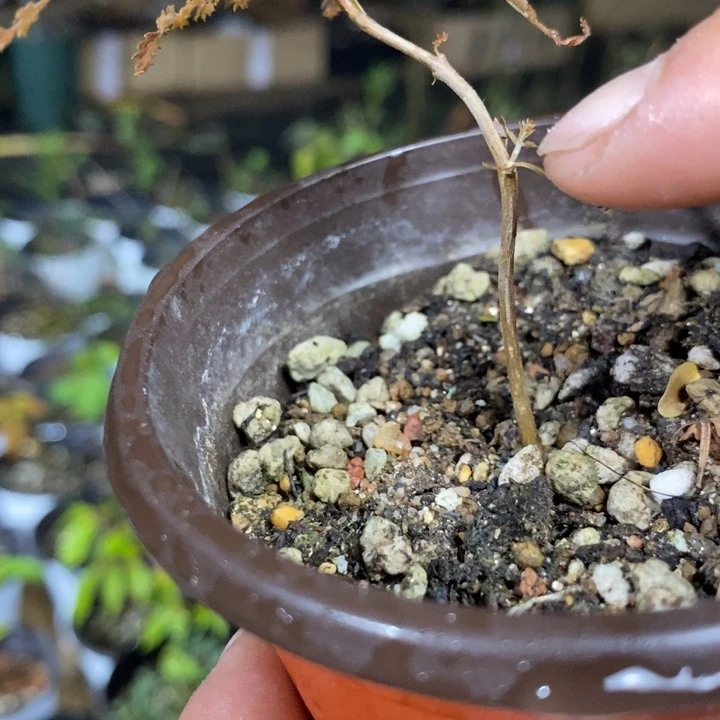 木***生银锁带盆土发货植物