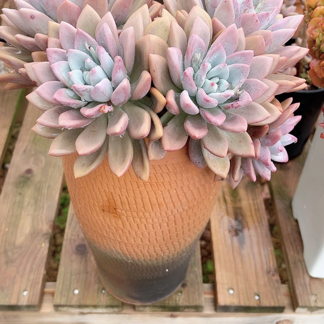 ?****?奥普多肉植物脱土