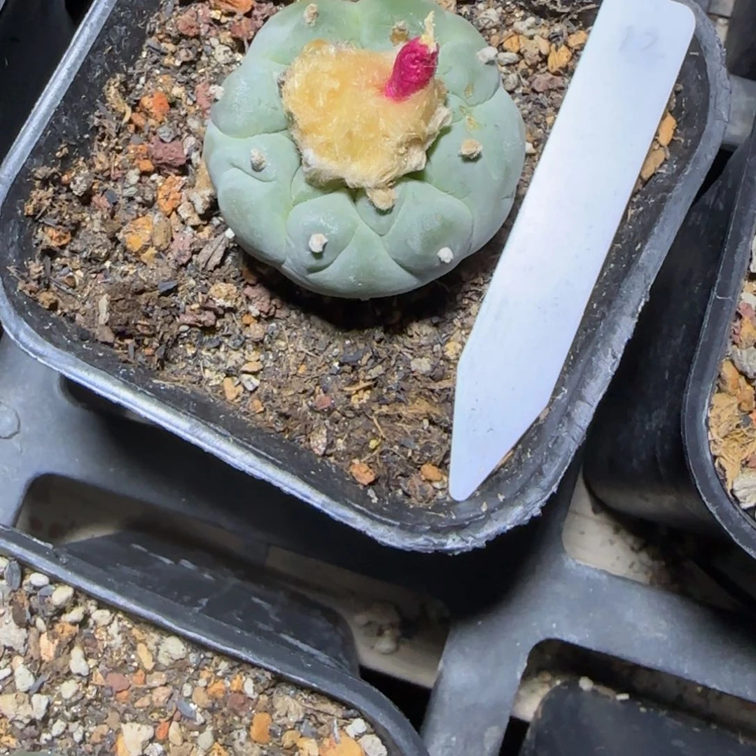 日系籽播实生银鱼可带盆12