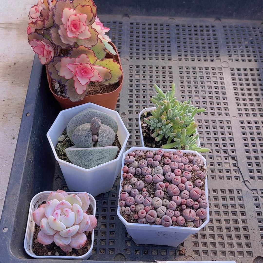 多肉500多肉植物