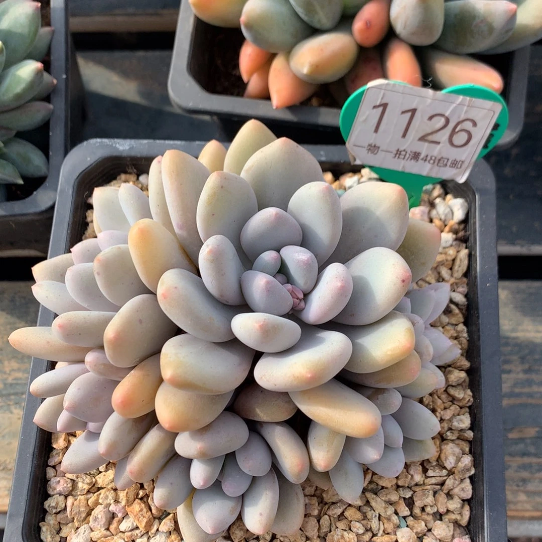 三明治美人无砍捧花1126