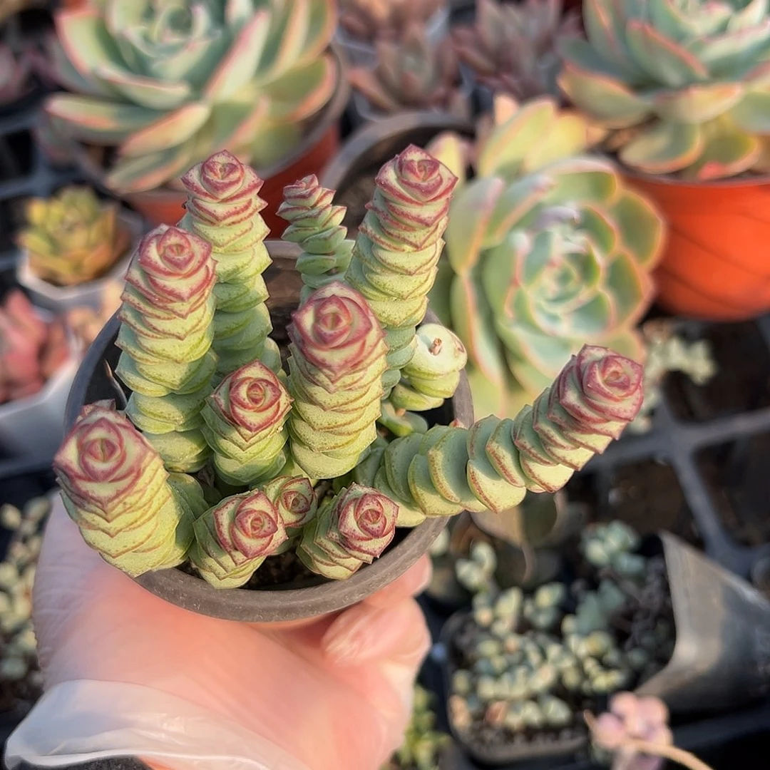 多肉植物多肉植物