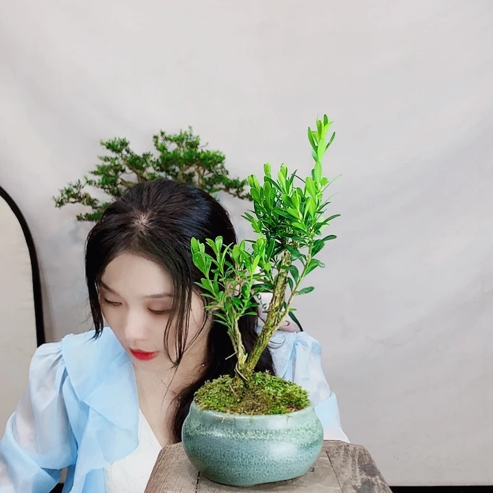 无花朵湘****》这皱皮雀舌黄杨盆景