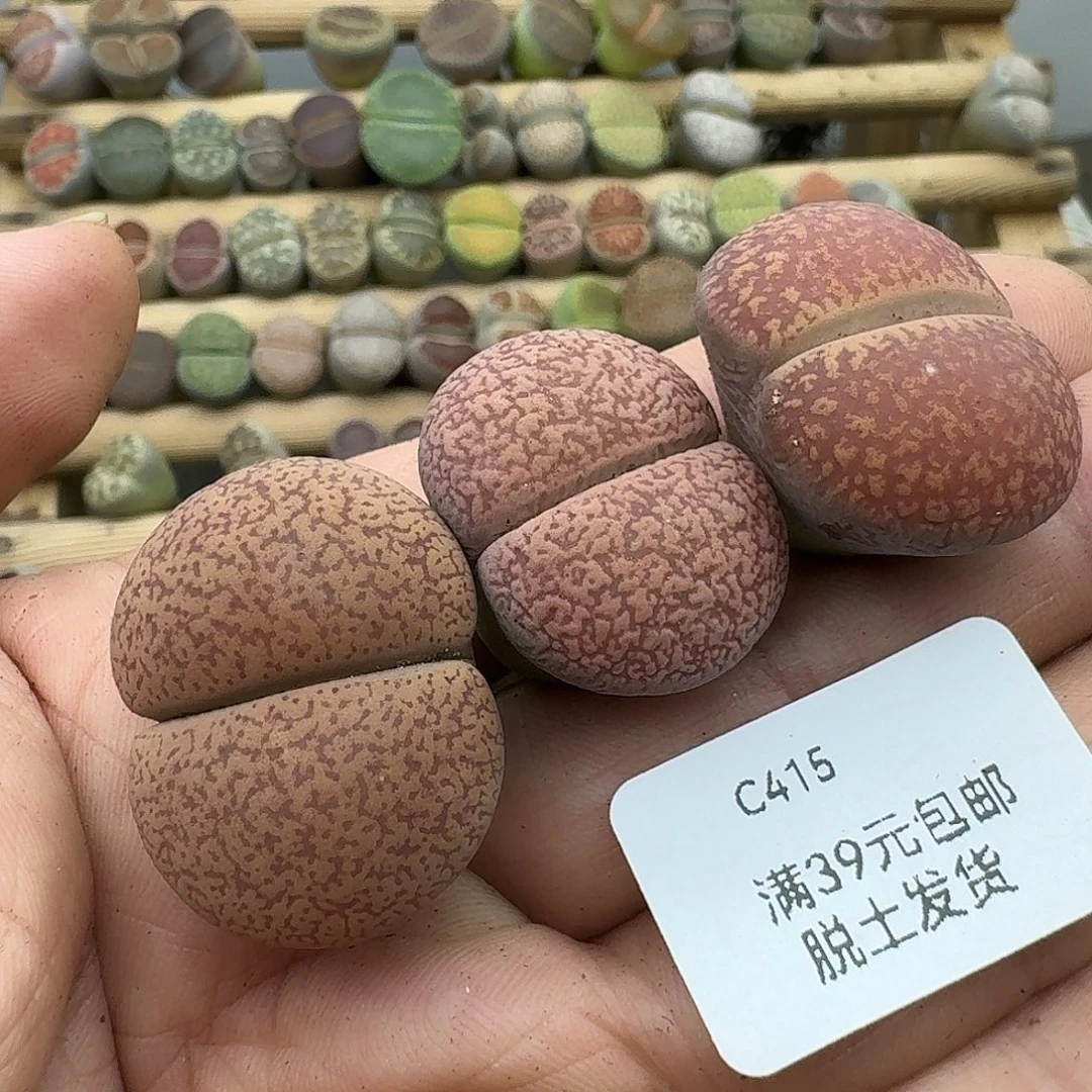 415多肉哈哈哈哈哈哈哈哈