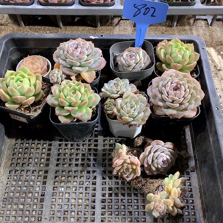 802号多肉植物园艺