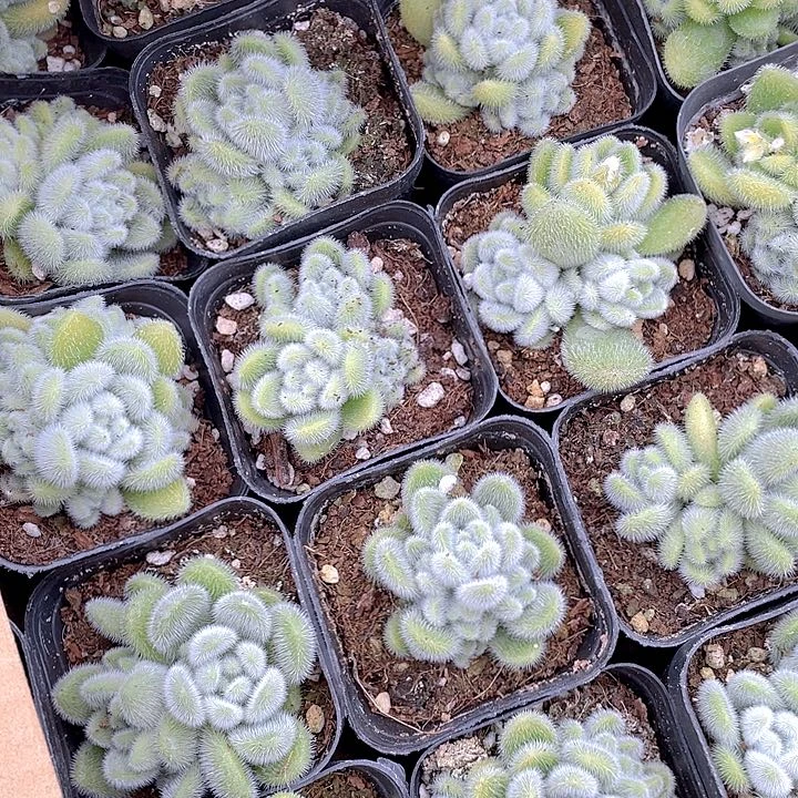 信东泥4.8带盆土