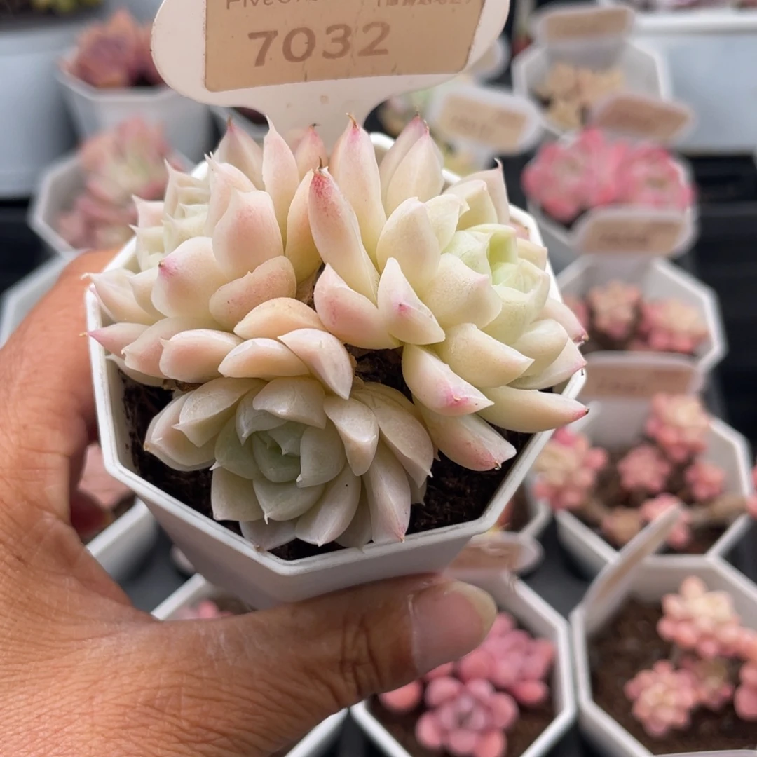 白月影7032-6.5厘米