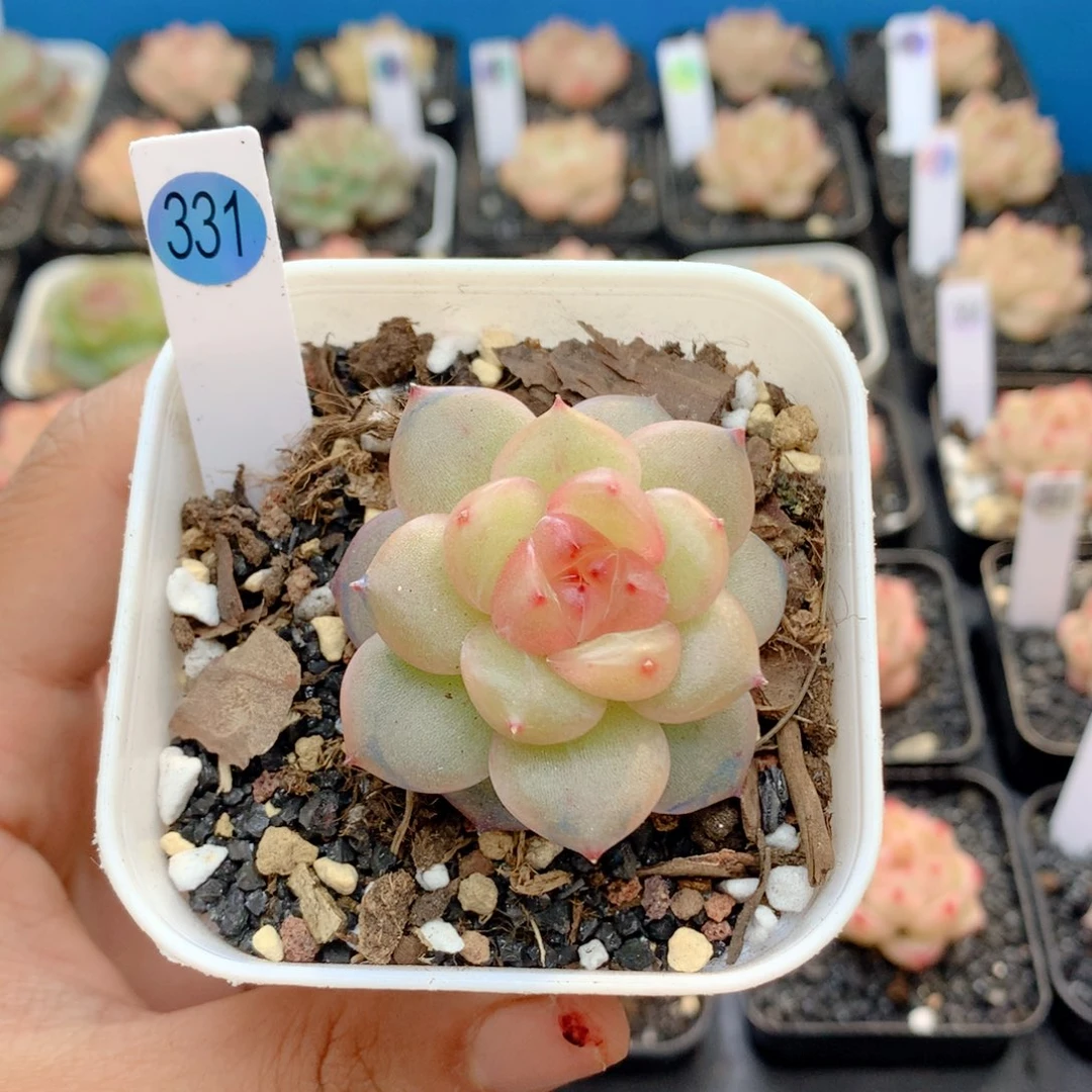 58包邮 群生不包整331