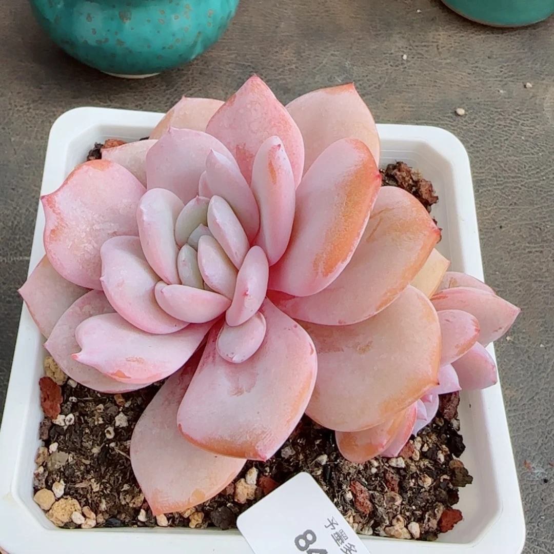 奶茶福利，8453多肉植物