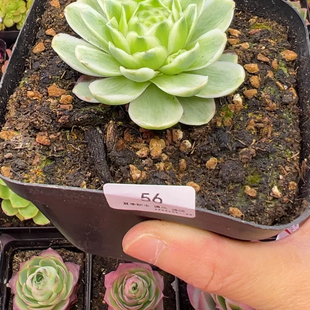 56号秋夕—山地玫瑰