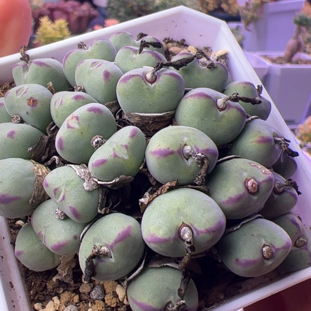 多肉植物枝干毛口迪