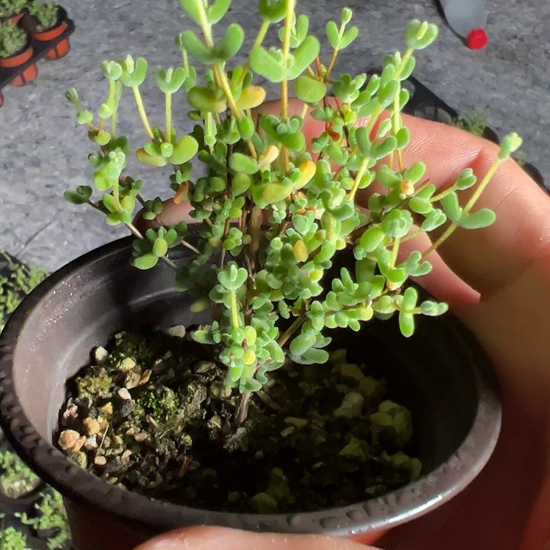 乐曲90杯老桩福利