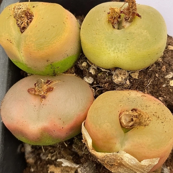 597母本大颗四颗。