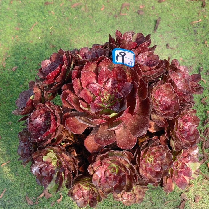 19黑美人精品法师多肉