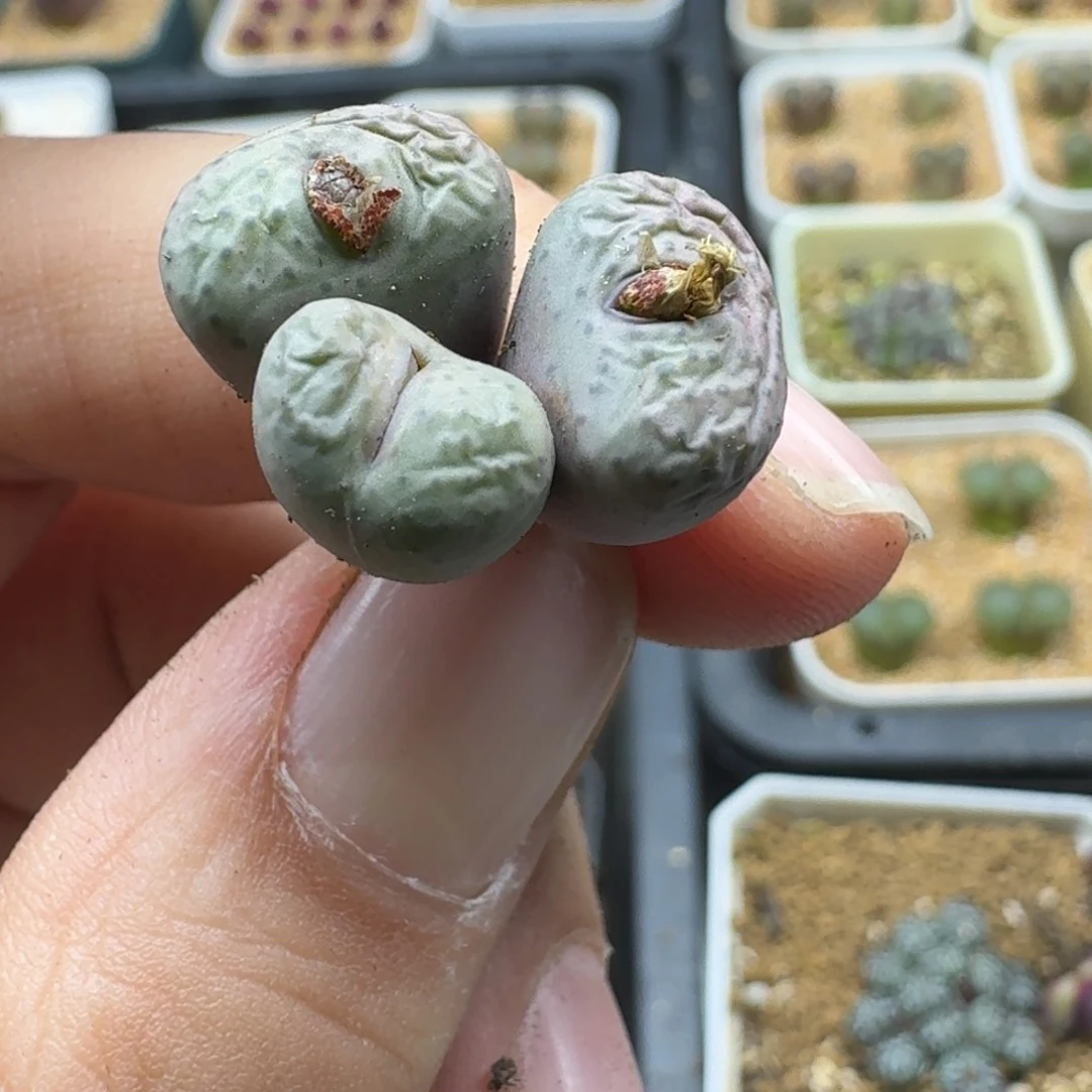 画****17-300p p p p p p