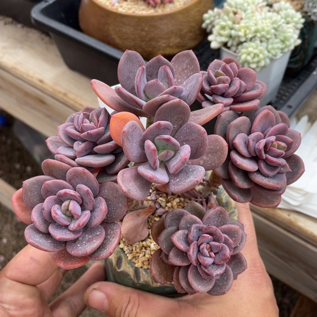 0388黑松露不带盆15厘米