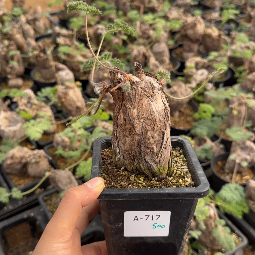 717枯木洋葵块根植物