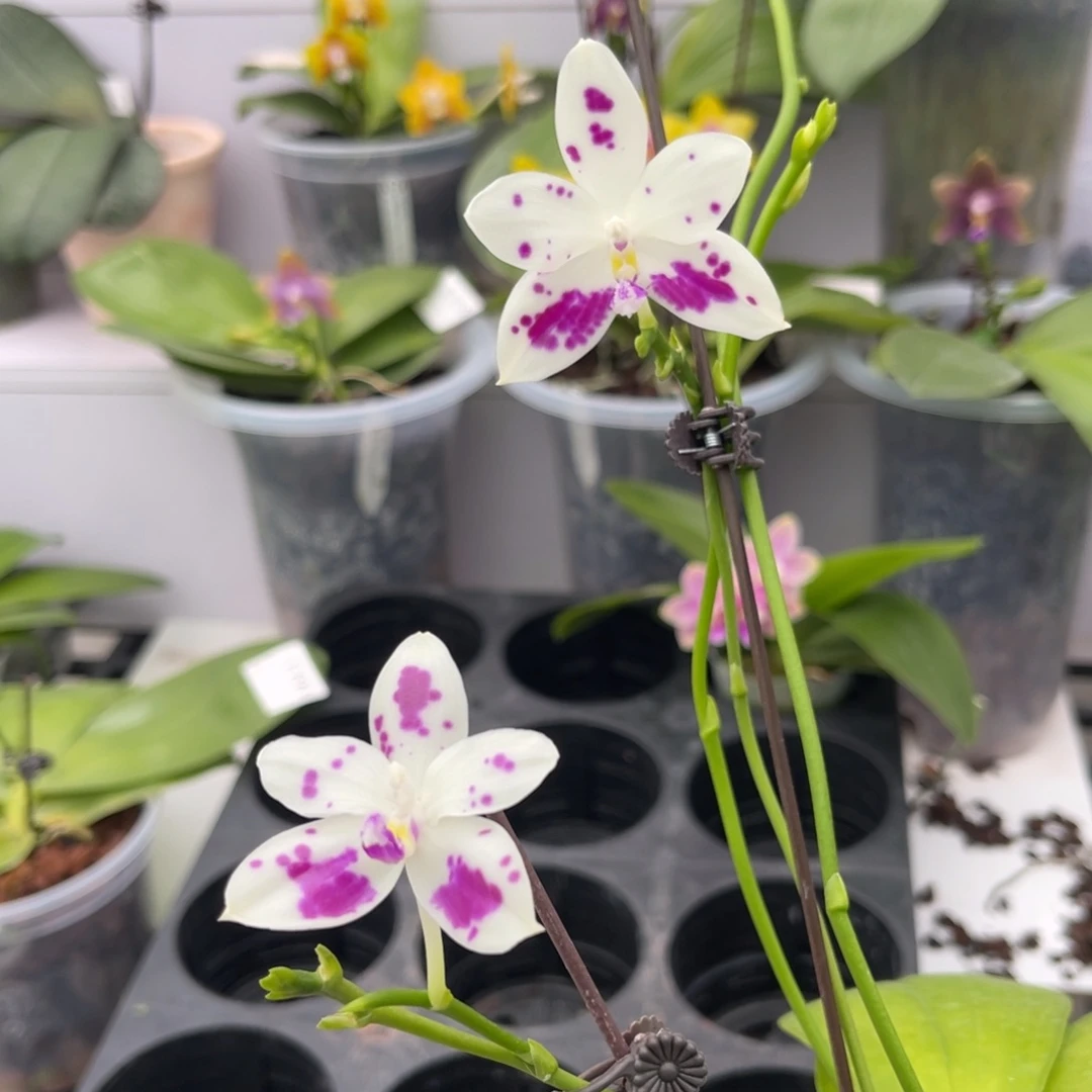 完全开放1495 5寸四梗22J2 一物一拍