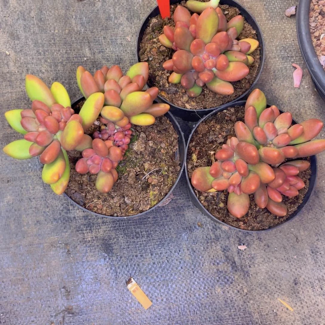 *️****芒果奶三颗550多肉植物