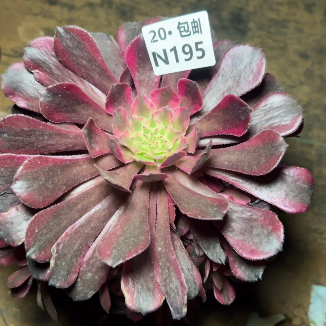 195红铜白，满20包邮