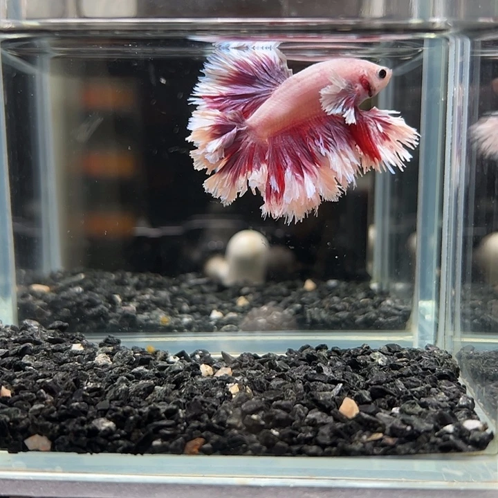 斗鱼跑单拉黑21日74